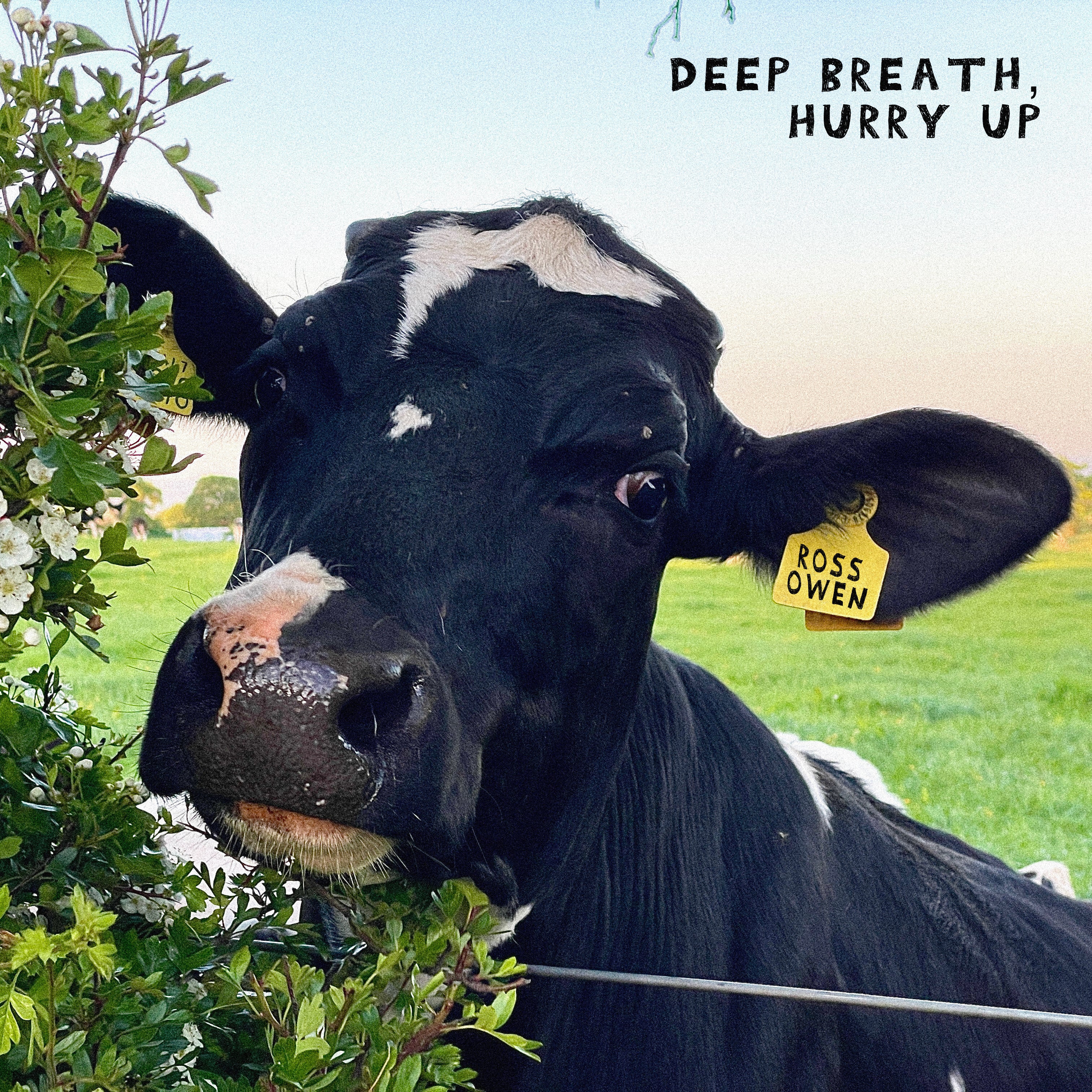 DEEP BREATH, HURRY UP VINYL